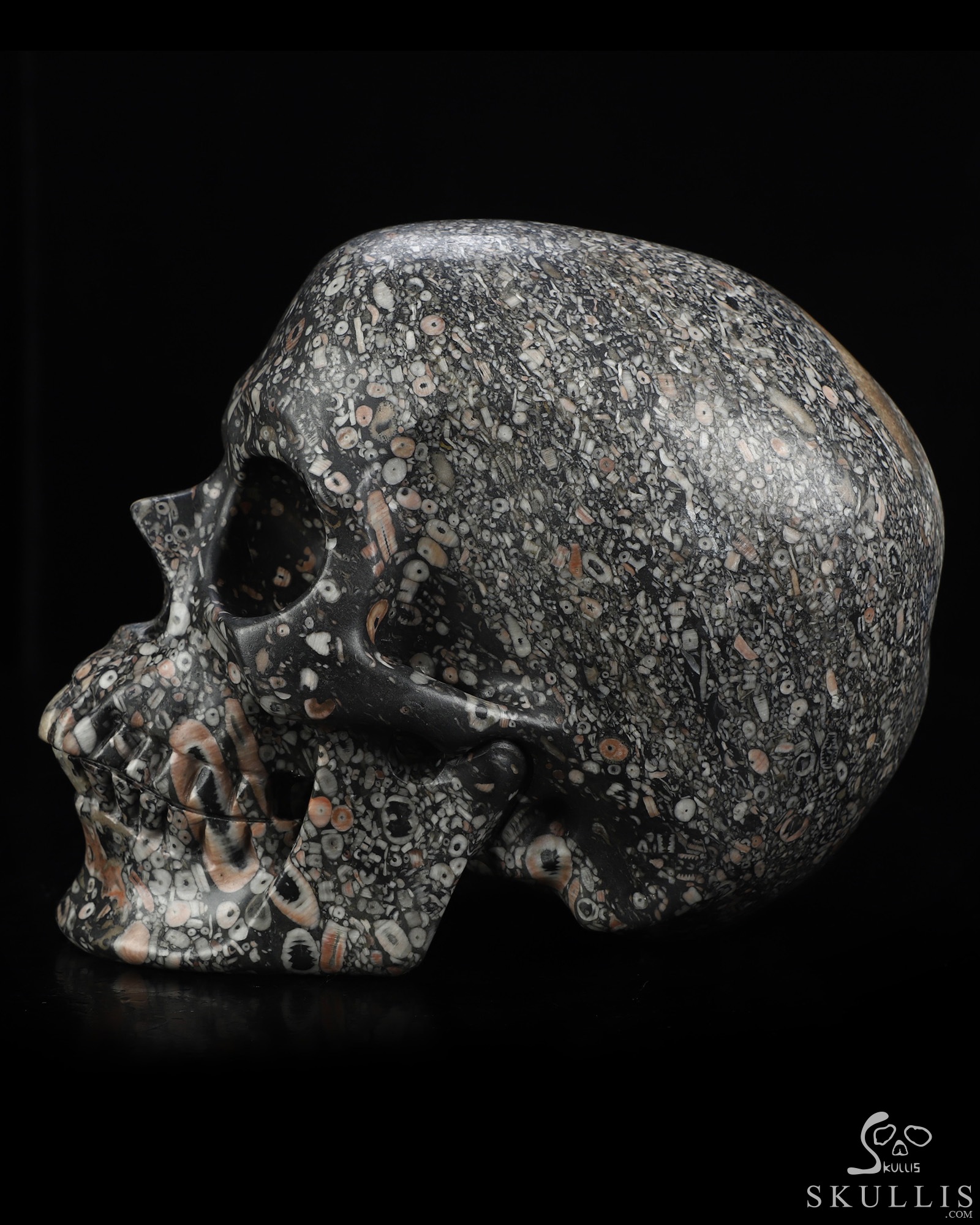 Lifesized 6.9" Crinoid Fossil Hand Carved Crystal Skull, Super Realistic, Crystal Healing Lifesized 6.9" Crinoid Fossil Hand Carved Crystal Skull, Super Realistic, Crystal Healing