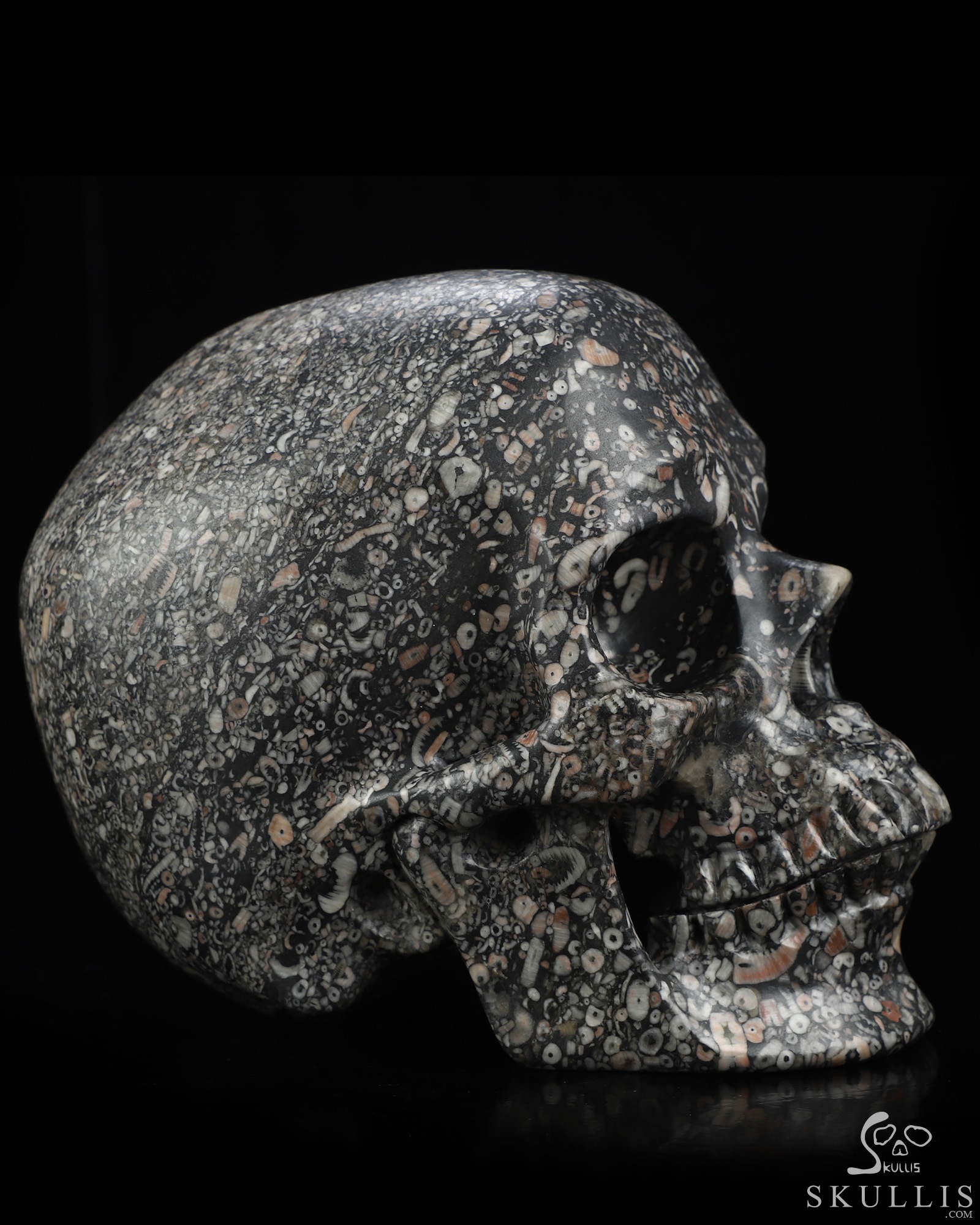 Lifesized 6.9" Crinoid Fossil Hand Carved Crystal Skull, Super Realistic, Crystal Healing Lifesized 6.9" Crinoid Fossil Hand Carved Crystal Skull, Super Realistic, Crystal Healing