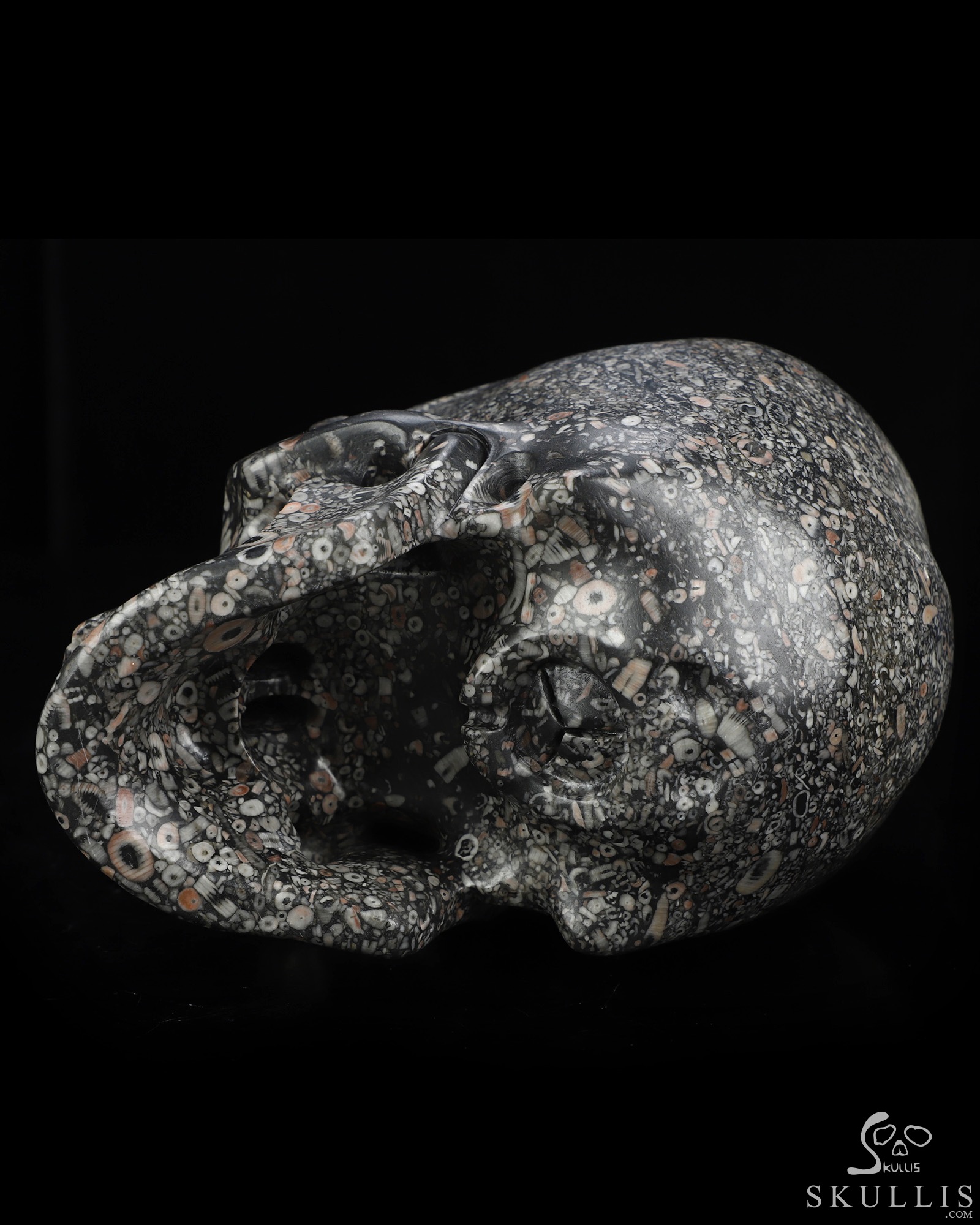 Lifesized 6.9" Crinoid Fossil Hand Carved Crystal Skull, Super Realistic, Crystal Healing Lifesized 6.9" Crinoid Fossil Hand Carved Crystal Skull, Super Realistic, Crystal Healing