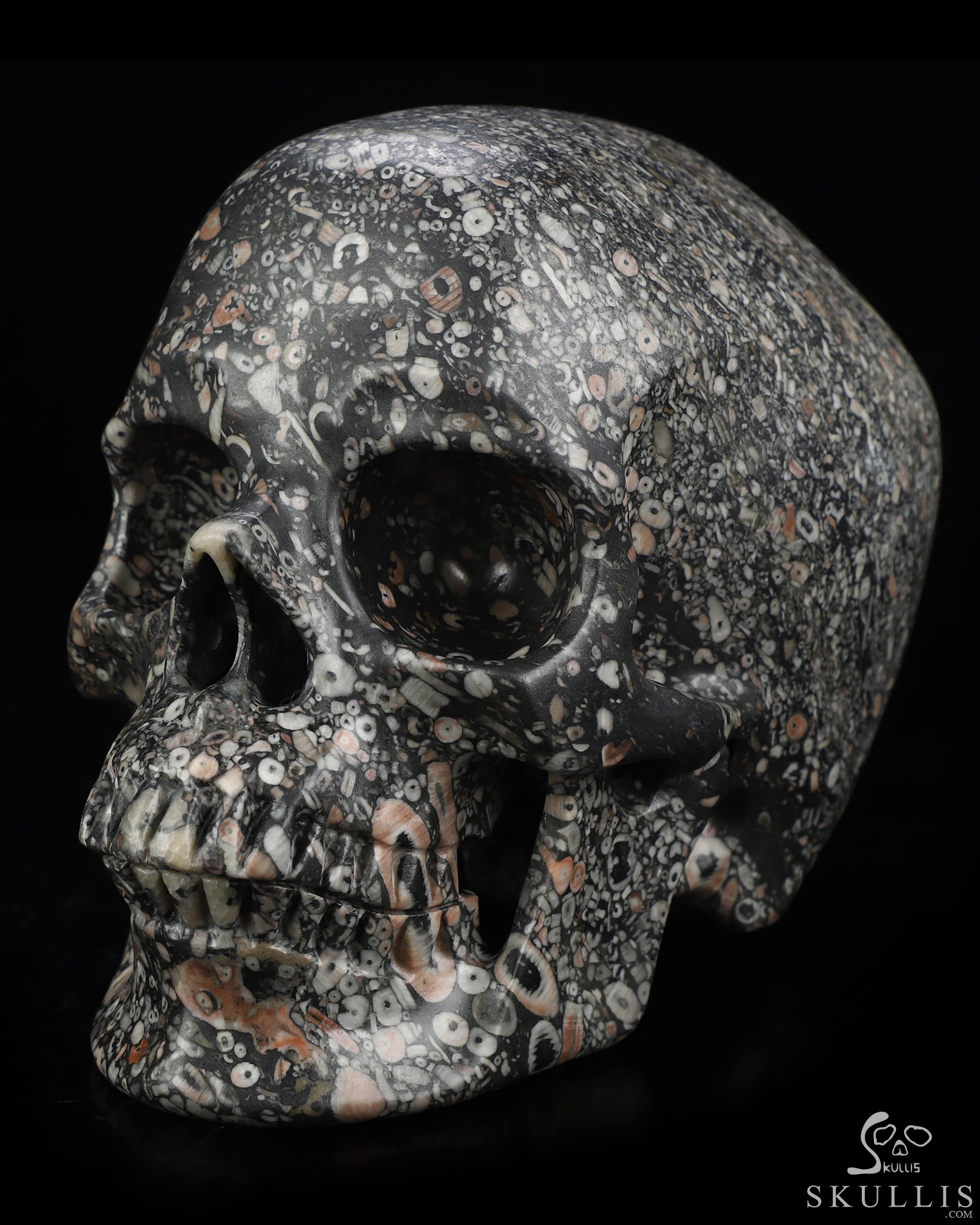 Lifesized 6.9" Crinoid Fossil Hand Carved Crystal Skull, Super Realistic, Crystal Healing Lifesized 6.9" Crinoid Fossil Hand Carved Crystal Skull, Super Realistic, Crystal Healing