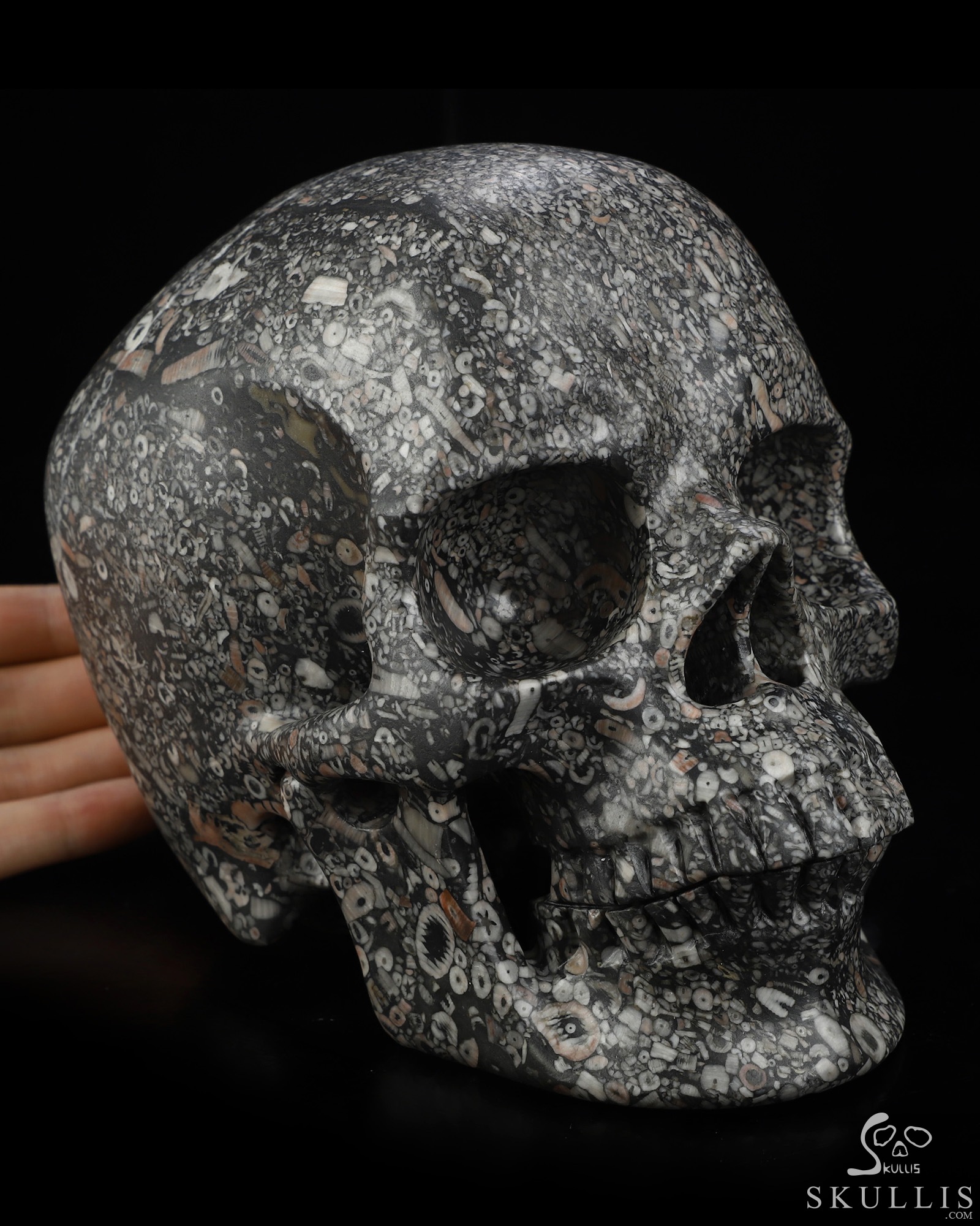 Lifesized 6.9" Crinoid Fossil Hand Carved Crystal Skull, Super Realistic, Crystal Healing Lifesized 6.9" Crinoid Fossil Hand Carved Crystal Skull, Super Realistic, Crystal Healing