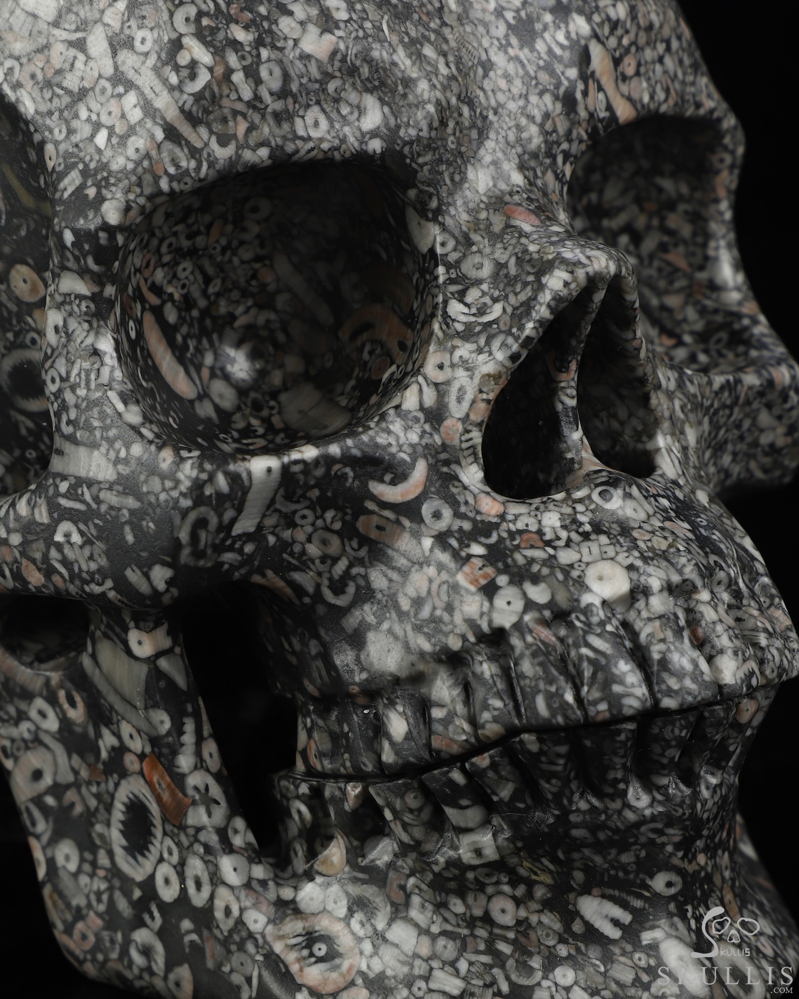 Lifesized 6.9" Crinoid Fossil Hand Carved Crystal Skull, Super Realistic, Crystal Healing Lifesized 6.9" Crinoid Fossil Hand Carved Crystal Skull, Super Realistic, Crystal Healing