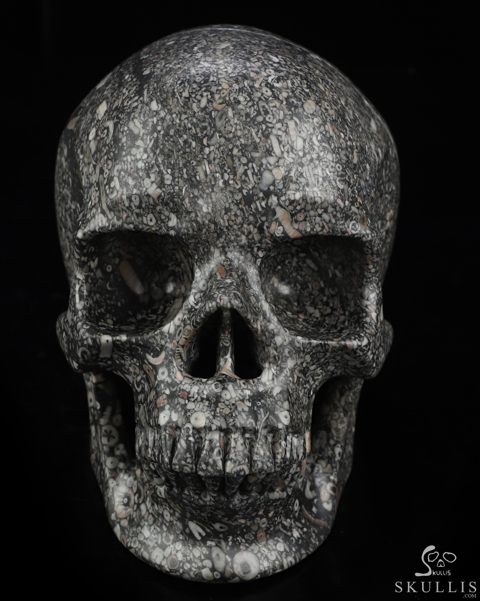 Lifesized 6.9" Crinoid Fossil Hand Carved Crystal Skull, Super Realistic, Crystal Healing Lifesized 6.9" Crinoid Fossil Hand Carved Crystal Skull, Super Realistic, Crystal Healing