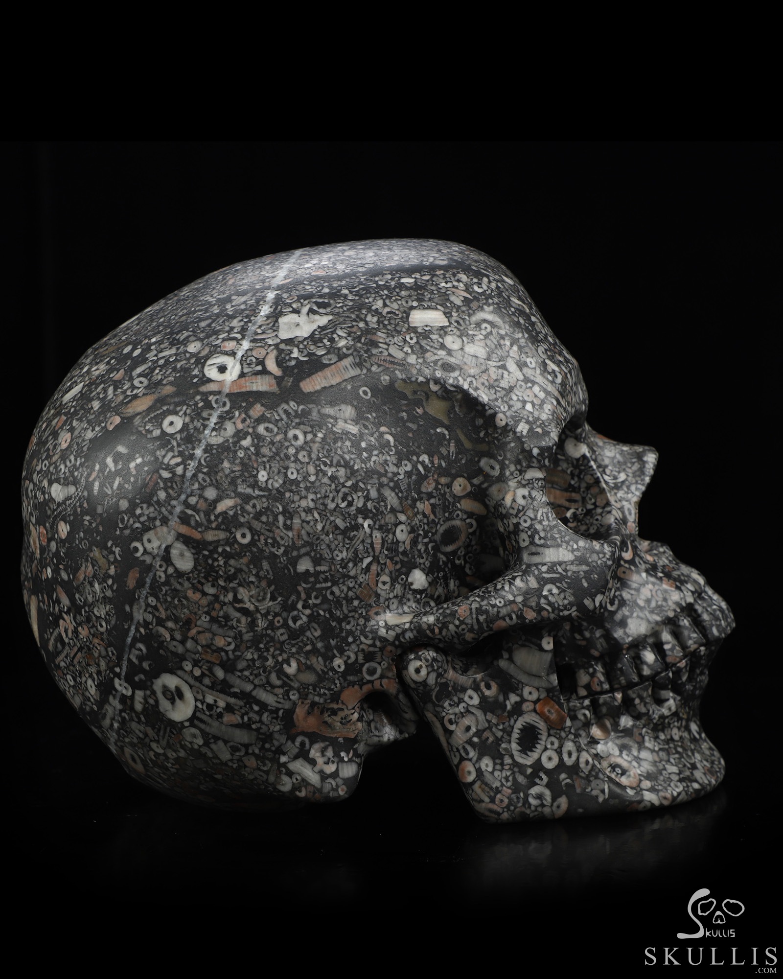 Lifesized 6.9" Crinoid Fossil Hand Carved Crystal Skull, Super Realistic, Crystal Healing Lifesized 6.9" Crinoid Fossil Hand Carved Crystal Skull, Super Realistic, Crystal Healing