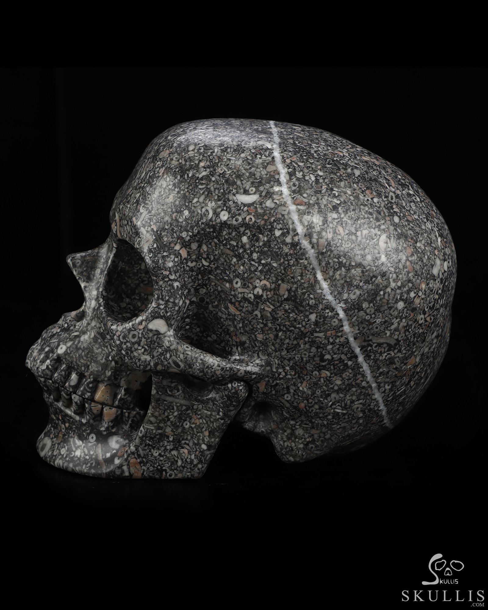 Lifesized 6.9" Crinoid Fossil Hand Carved Crystal Skull, Super Realistic, Crystal Healing Lifesized 6.9" Crinoid Fossil Hand Carved Crystal Skull, Super Realistic, Crystal Healing