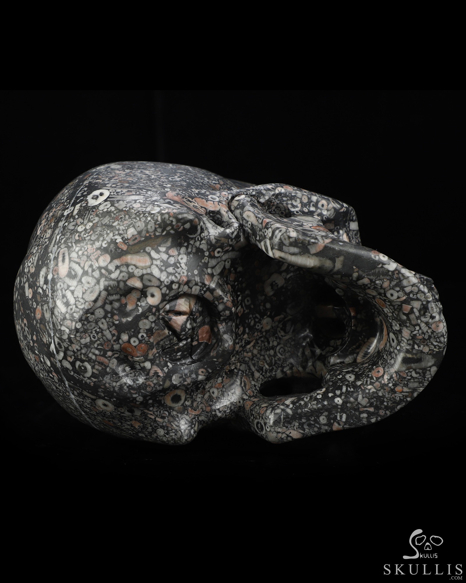 Lifesized 6.9" Crinoid Fossil Hand Carved Crystal Skull, Super Realistic, Crystal Healing Lifesized 6.9" Crinoid Fossil Hand Carved Crystal Skull, Super Realistic, Crystal Healing