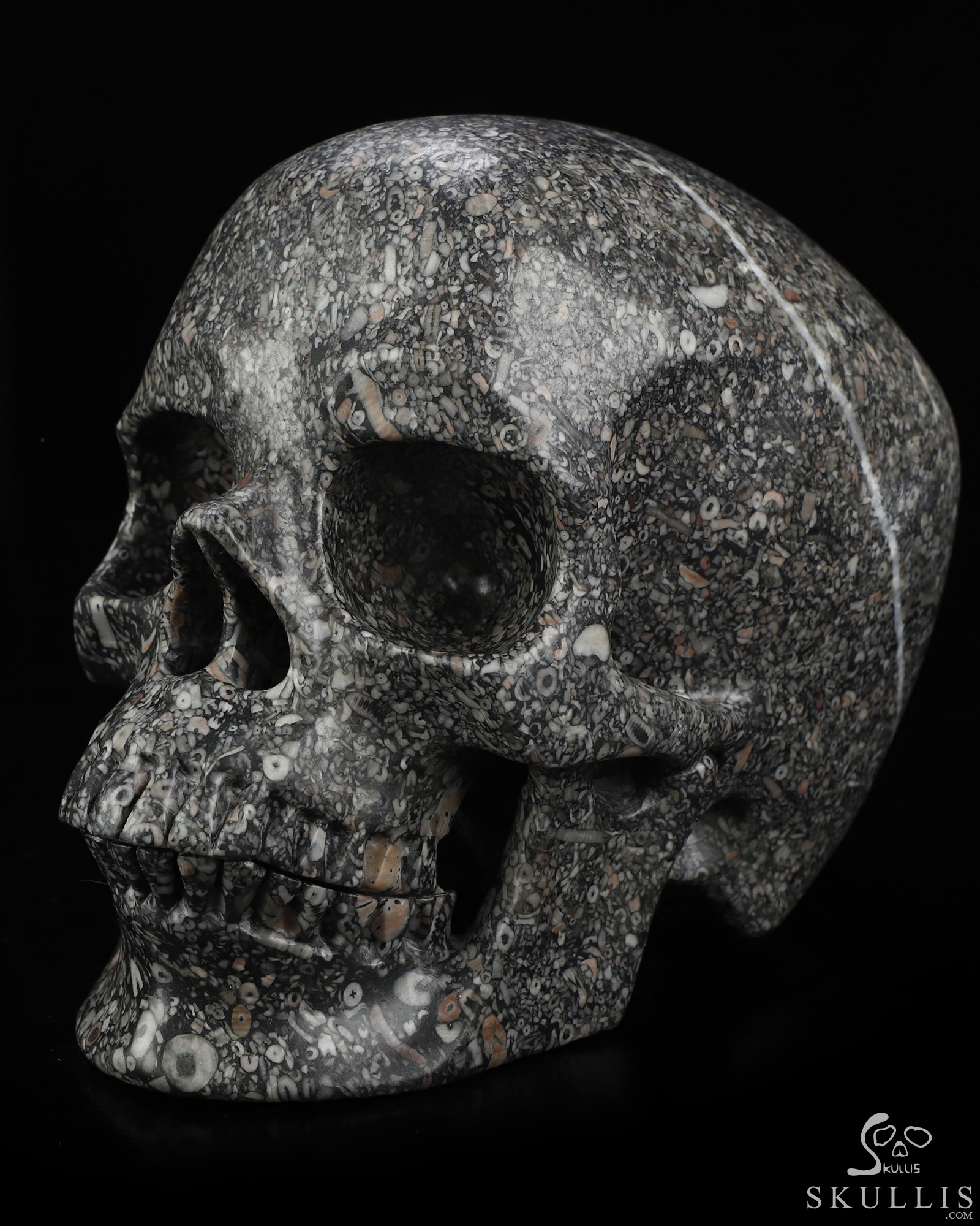Lifesized 6.9" Crinoid Fossil Hand Carved Crystal Skull, Super Realistic, Crystal Healing Lifesized 6.9" Crinoid Fossil Hand Carved Crystal Skull, Super Realistic, Crystal Healing