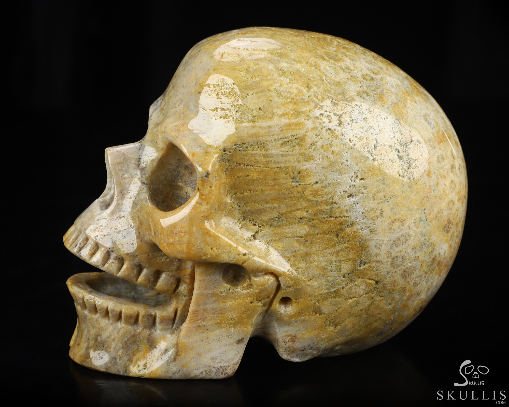 5.0" Coral Fossil Hand Carved Singing Crystal Skull Sculpture, Crystal Healing 5.0" Coral Fossil Hand Carved Singing Crystal Skull Sculpture, Crystal Healing