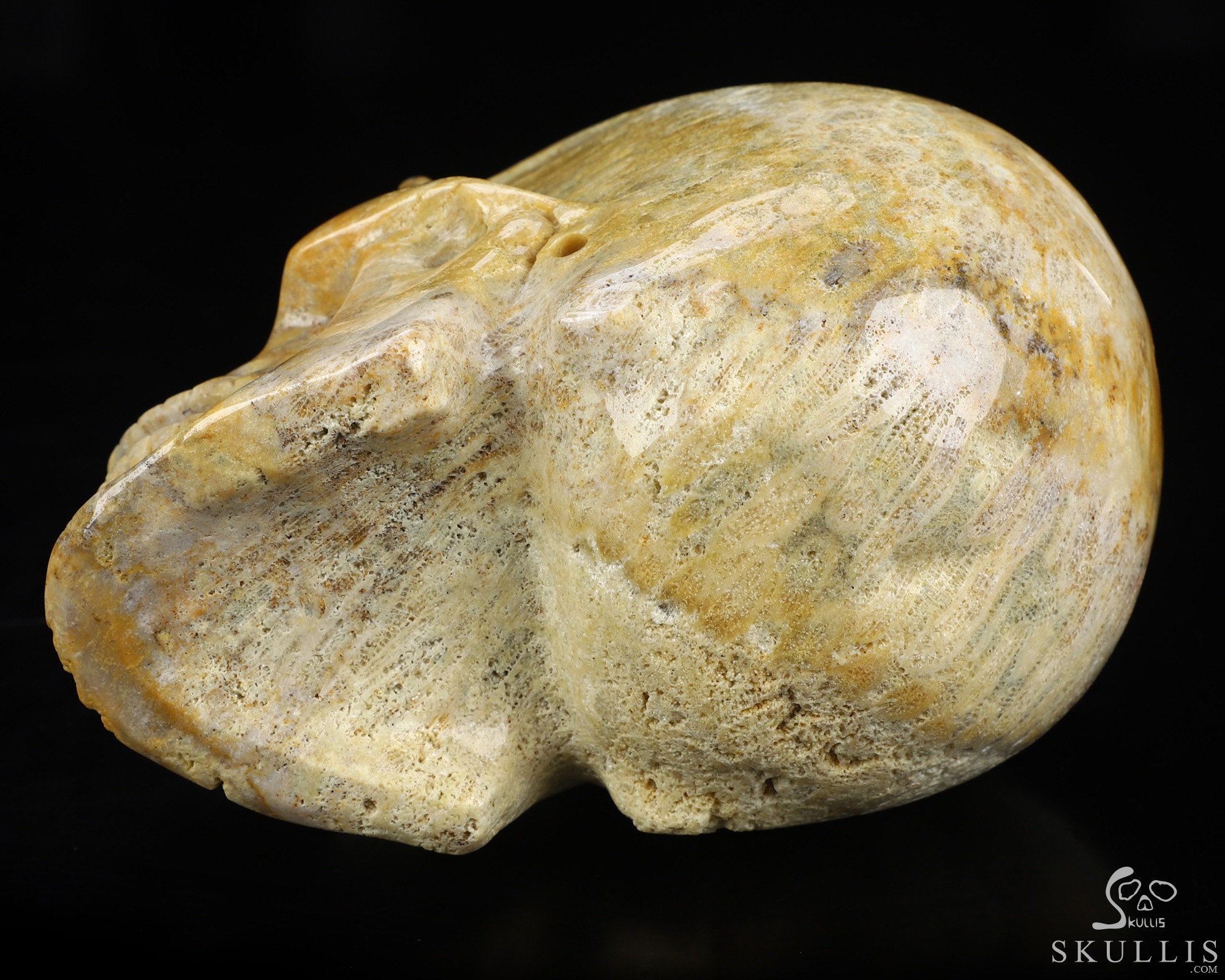 5.0" Coral Fossil Hand Carved Singing Crystal Skull Sculpture, Crystal Healing 5.0" Coral Fossil Hand Carved Singing Crystal Skull Sculpture, Crystal Healing