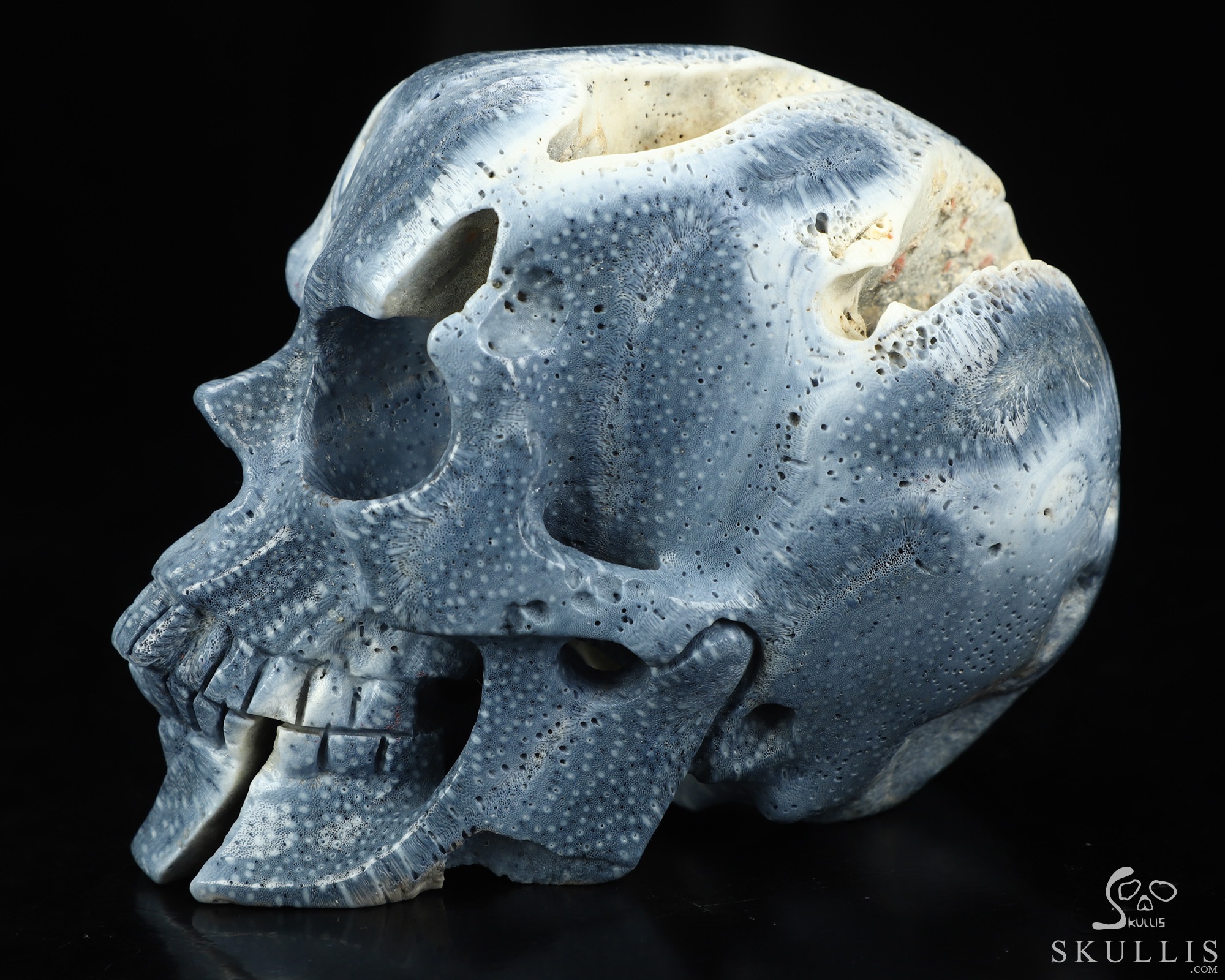 5.1" Blue Ridge Coral Hand Carved Crystal Skull, Realistic, Crystal Healing 5.1" Blue Ridge Coral Hand Carved Crystal Skull, Realistic, Crystal Healing