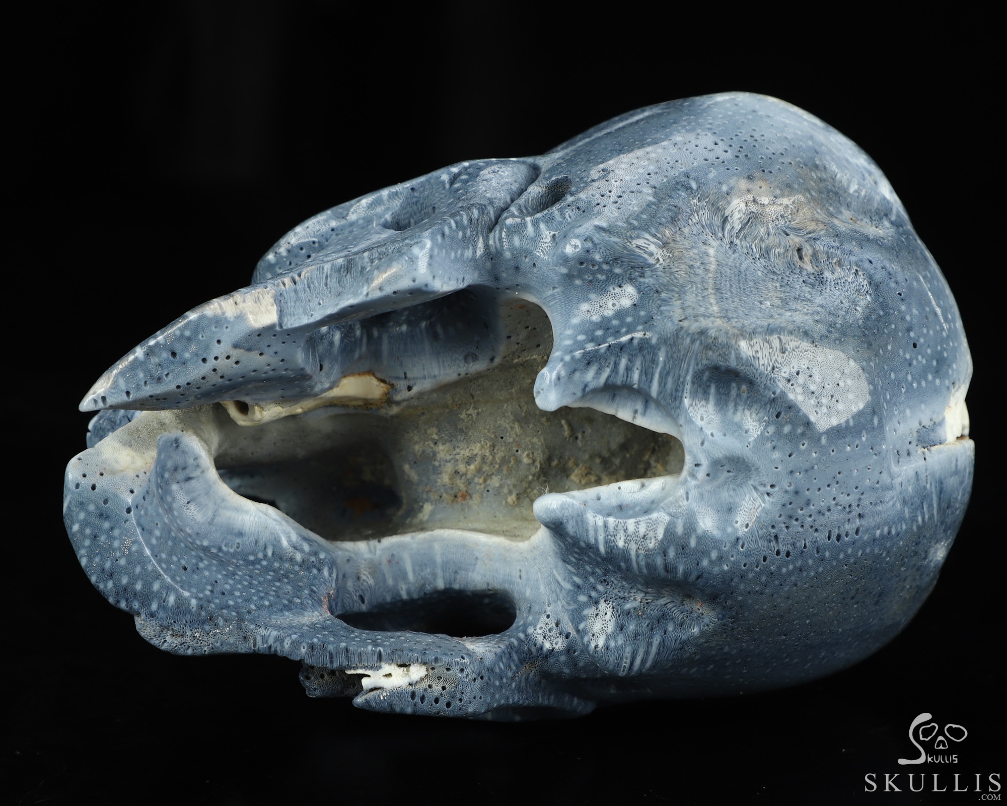 5.1" Blue Ridge Coral Hand Carved Crystal Skull, Realistic, Crystal Healing 5.1" Blue Ridge Coral Hand Carved Crystal Skull, Realistic, Crystal Healing