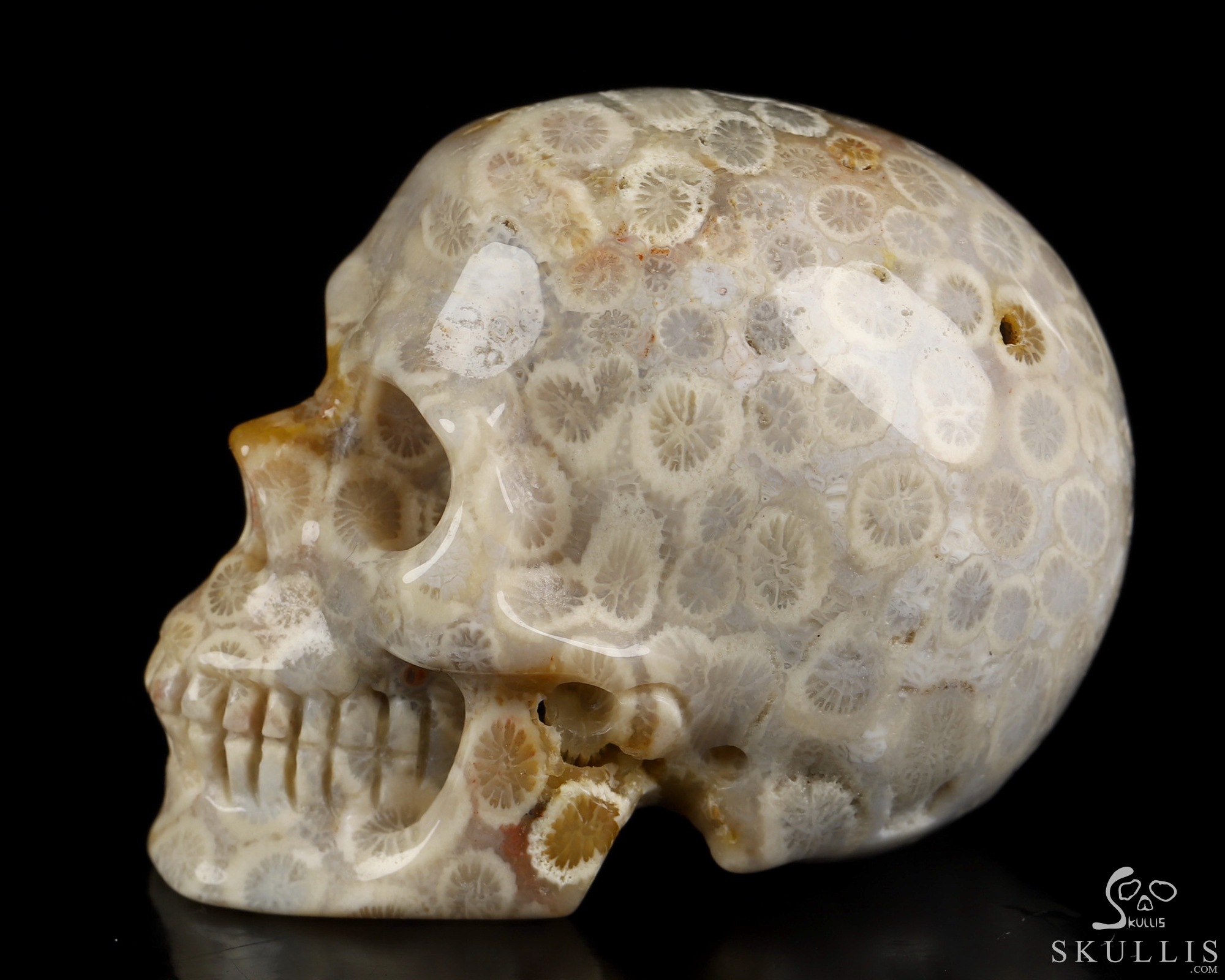 2.0" Coral Fossil Hand Carved Crystal Skull, Realistic, Crystal Healing 2.0" Coral Fossil Hand Carved Crystal Skull, Realistic, Crystal Healing