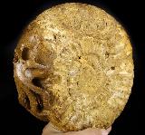 Huge 8.4" Foraminifera Fossil Carved Crystal Skull Sculpture, Crystal Healing