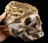 UNIQUE 8.0" Tree Leaves Agate Carved Crystal Skull Sculpture, Crystal Healing