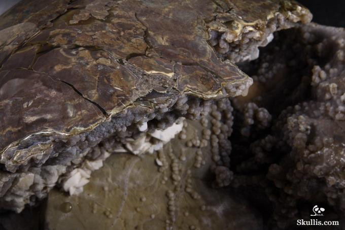 Stunning Unique Geode Giant 16.9" DINOSAUR EGG AGATE Carved Crystal Skull Stunning Unique Geode Giant 16.9" DINOSAUR EGG AGATE Carved Crystal Skull