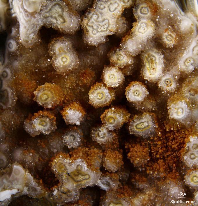 Feb 12, 2015 ACSAD (A Crystal Skull a Day) - Wisdom Through Experience - Petrified Wood Carved Crystal Skulls with Owl and Bones Sculpture Feb 12, 2015 ACSAD (A Crystal Skull a Day) - Wisdom Through Experience - Petrified Wood Carved Crystal Skulls with Owl and Bones Sculpture