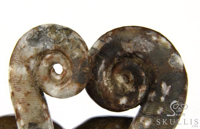 July 25, 2014 ACSAD (A Crystal Skull a Day) - Soul Mates - Lituites Fossil Pair Carved Crystal Skull Sculpture July 25, 2014 ACSAD (A Crystal Skull a Day) - Soul Mates - Lituites Fossil Pair Carved Crystal Skull Sculpture