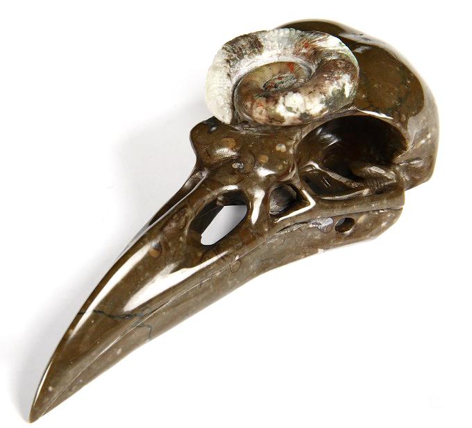 Jan 27, 2015 ACSAD (A Crystal Skull a Day) - The Secret of Immortality - Lituites Fossil Carved Crystal Raven Skull Sculpture Jan 27, 2015 ACSAD (A Crystal Skull a Day) - The Secret of Immortality - Lituites Fossil Carved Crystal Raven Skull Sculpture