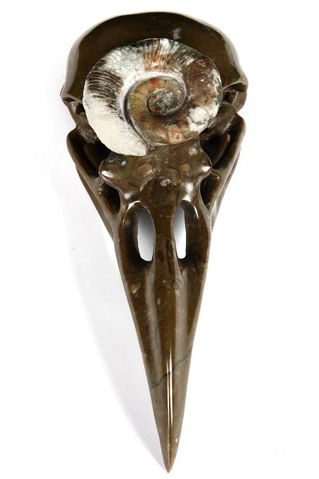 Jan 27, 2015 ACSAD (A Crystal Skull a Day) - The Secret of Immortality - Lituites Fossil Carved Crystal Raven Skull Sculpture Jan 27, 2015 ACSAD (A Crystal Skull a Day) - The Secret of Immortality - Lituites Fossil Carved Crystal Raven Skull Sculpture