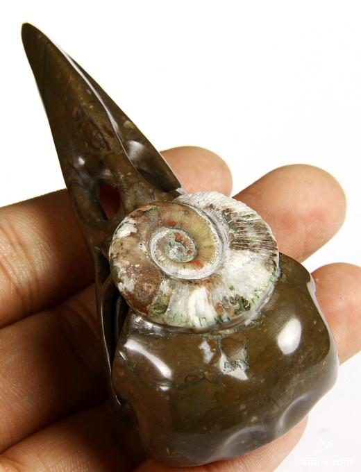 Jan 27, 2015 ACSAD (A Crystal Skull a Day) - The Secret of Immortality - Lituites Fossil Carved Crystal Raven Skull Sculpture Jan 27, 2015 ACSAD (A Crystal Skull a Day) - The Secret of Immortality - Lituites Fossil Carved Crystal Raven Skull Sculpture