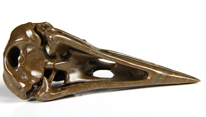 Jan 27, 2015 ACSAD (A Crystal Skull a Day) - The Secret of Immortality - Lituites Fossil Carved Crystal Raven Skull Sculpture Jan 27, 2015 ACSAD (A Crystal Skull a Day) - The Secret of Immortality - Lituites Fossil Carved Crystal Raven Skull Sculpture