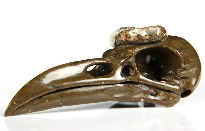 Jan 27, 2015 ACSAD (A Crystal Skull a Day) - The Secret of Immortality - Lituites Fossil Carved Crystal Raven Skull Sculpture Jan 27, 2015 ACSAD (A Crystal Skull a Day) - The Secret of Immortality - Lituites Fossil Carved Crystal Raven Skull Sculpture