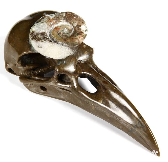 Jan 27, 2015 ACSAD (A Crystal Skull a Day) - The Secret of Immortality - Lituites Fossil Carved Crystal Raven Skull Sculpture Jan 27, 2015 ACSAD (A Crystal Skull a Day) - The Secret of Immortality - Lituites Fossil Carved Crystal Raven Skull Sculpture