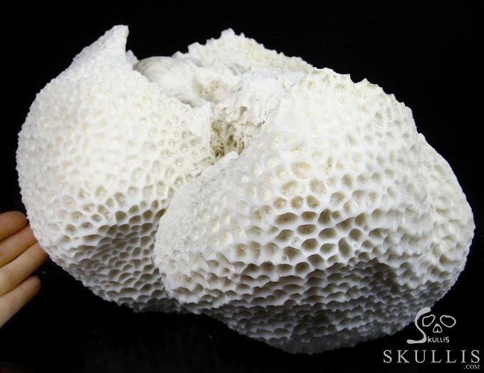 See and Be Seen White Coral Carved Crystal Skulls Sculpture