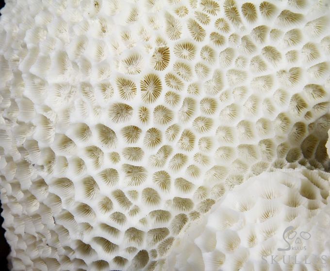 See and Be Seen White Coral Carved Crystal Skulls Sculpture