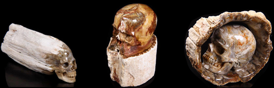 Petrified Wood BRANCH Carved Skulls