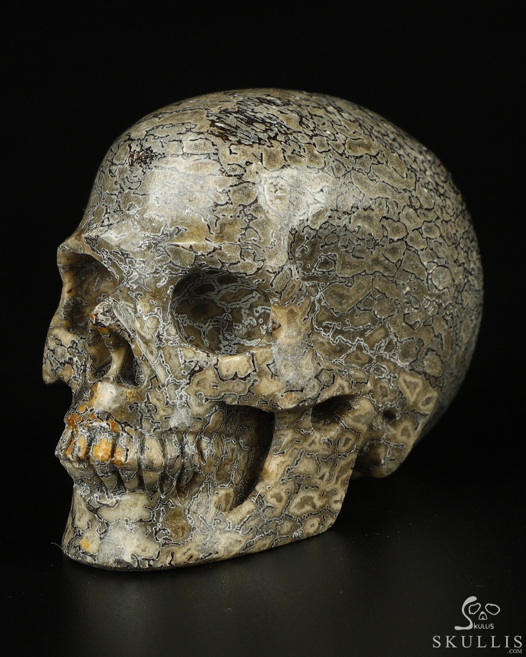 Gemstone Dinosaur Sauropoda Bone Fossil Carved Crystal Skull,  Realistic, Crystal Healing