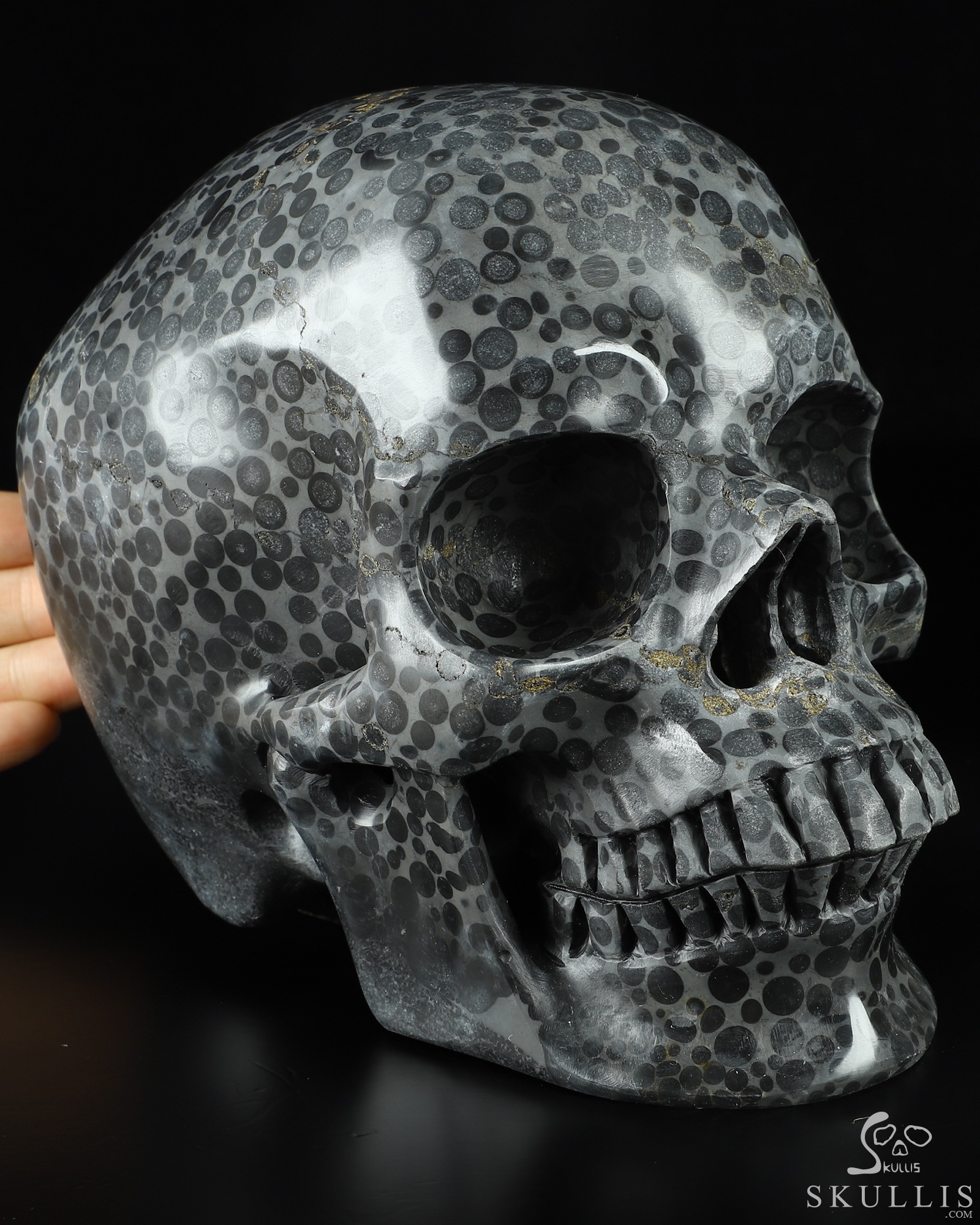 00s roen leopard skull レオパード スカル 骸骨 ジャージ Replica Snow Leopard Skull Made Resin Editorial Stock Photo
