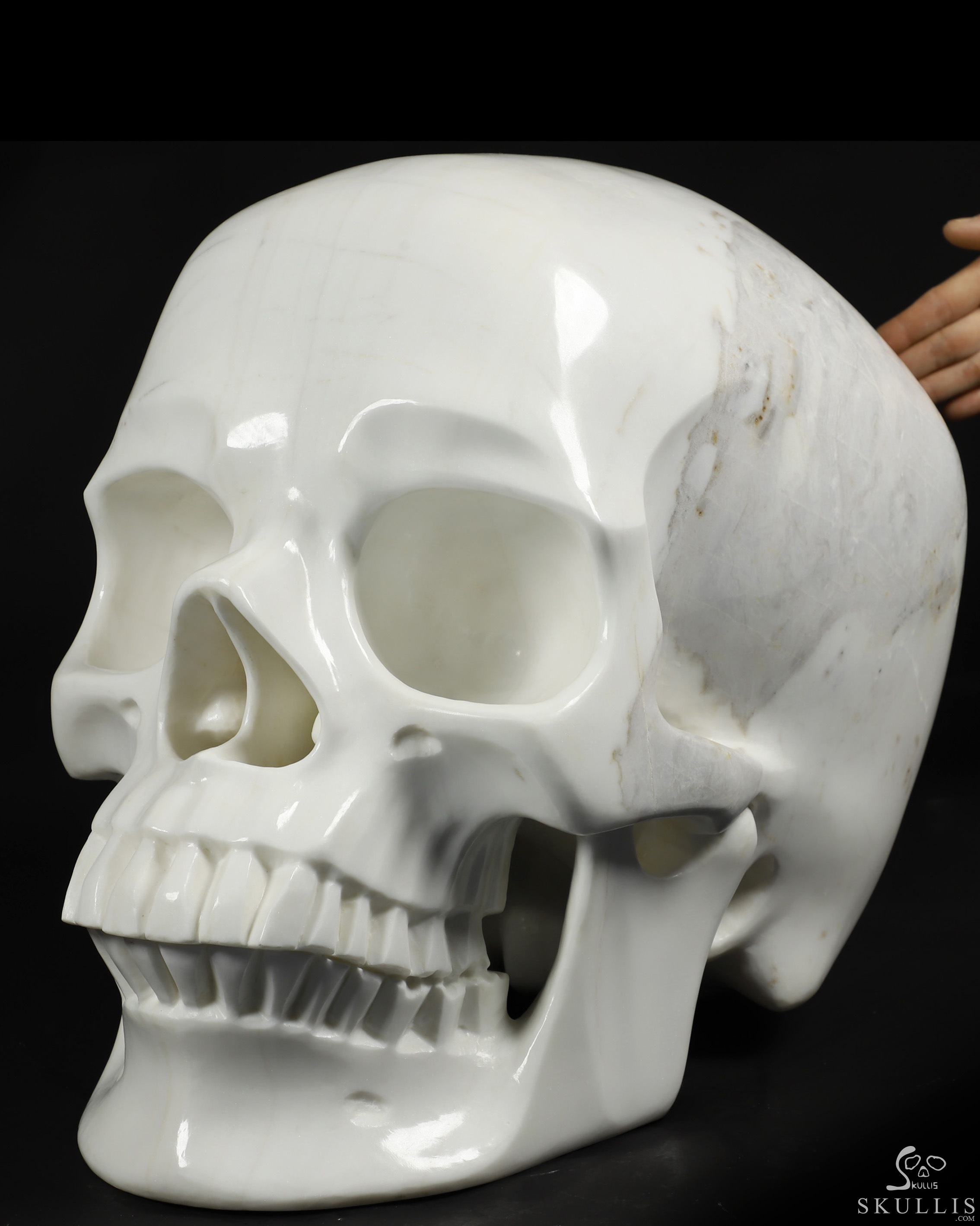 その他 HASADHU SHINGON SKULL SCULPTURE IN WHITE 173.1LB Titan 19.3