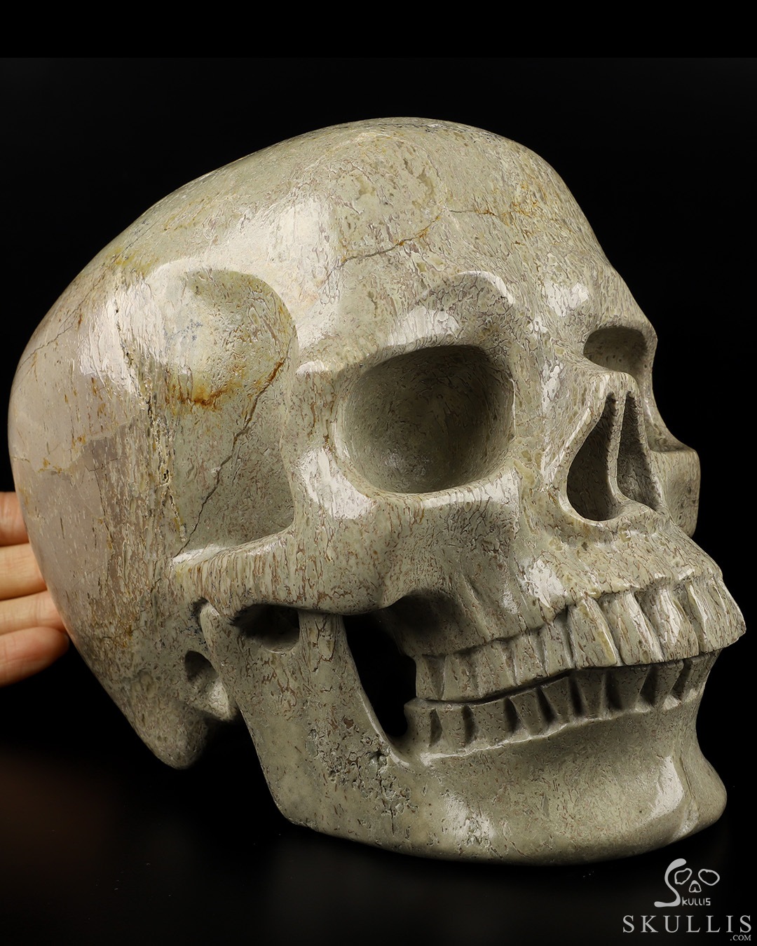 Gemstone Dinosaur Sauropoda Bone Fossil Carved Crystal Skull,Super  Realistic, Crystal Healing