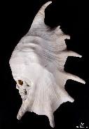 Titain 11.2" Smooth Spider Conch Carved Crystal Skull