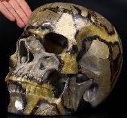 Titain 9.8" Dragon Septarian Stone Carved Crystal Skull, Super Realistic