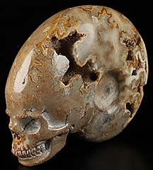 Huge 4.3" Ammonite Fossil Carved Crystal Skull