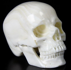 Huge 5.1" Tridacna Gigas Carved Crystal Skull, Super Realistic