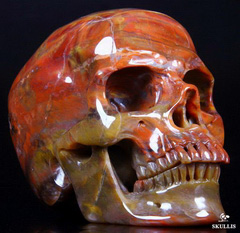RARE HUE, Huge 5.2" PETRIFIED WOOD Carved Crystal Skull, Super Realistic