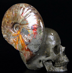 Huge 5.6" Ammonite Fossil Carved Crystal Skull