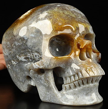 Super Realistic! Lifesized 6.1" Coral Fossil Hand Carved Crystal Skull, Crystal Healing