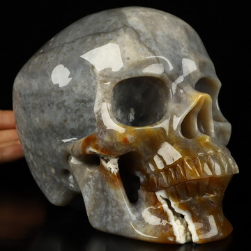 Super Realistic! Lifesized 7.0" Coral Fossil Hand Carved Crystal Skull, Crystal Healing