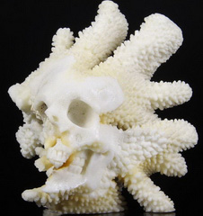 Amazing Huge 6.1" White Coral Carved Crystal Skull, Realistic