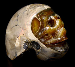 3.6" Ammonite Fossil Carved Crystal Skull, Realistic