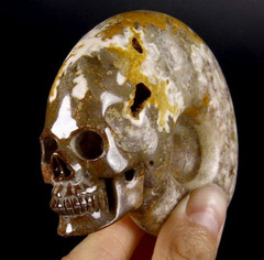 3.7" Ammonite Fossil Carved Crystal Skull
