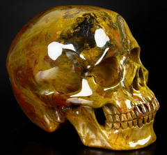 HUGE 4.7" Petrified Wood Carved Crystal Skull, Super Realistic
