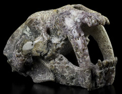 Gemstone 7.5" Purple Grape Agate Carved Crystal Smilodon SABER-TOOTHED Tiger/Cat Skull, Realistic