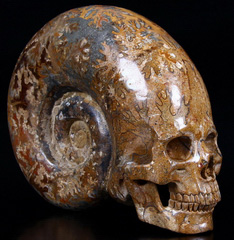 GIANT 7.3" Ammonite Fossil Carved Crystal Skull, Super Realistic