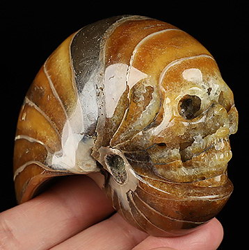 3.2" Ammonite Fossil Carved Crystal Skull
