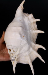 Titan 10.8" Smooth Spider Conch Carved Crystal Skull, Shell